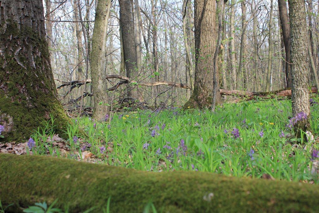 Гвоздьове з panoramio.com - Гвоздьове