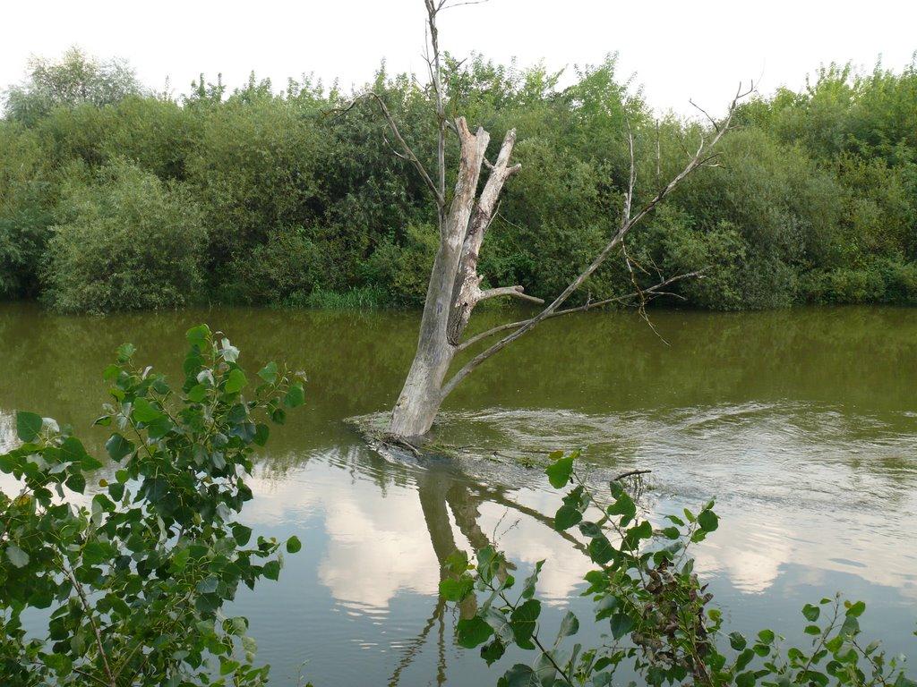 Волошки з panoramio.com - Волошки