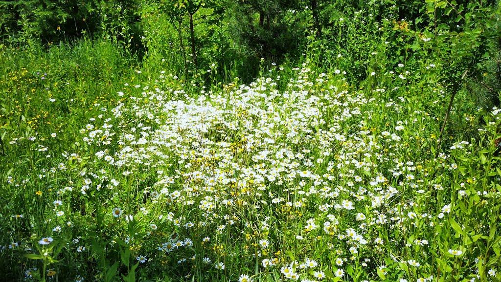 Бахматівці з panoramio.com - Бахматівці