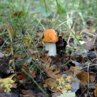 Шульгівка з panoramio.com