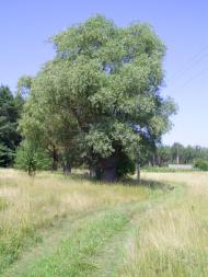 Бірки з panoramio.com