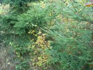 Пархомівці з panoramio.com