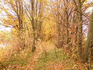 Куряни з panoramio.com