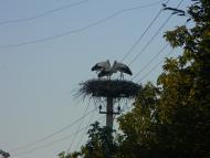 Білозір'я з panoramio.com