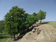 Черемшине з panoramio.com