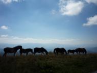 Липовець з panoramio.com