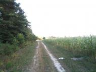 Браженець з panoramio.com