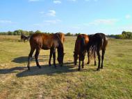 Острів з panoramio.com