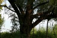 Кислиця з panoramio.com