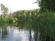 Стригани з panoramio.com