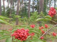 Августівка з panoramio.com