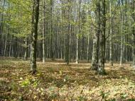 Пархомівці з panoramio.com