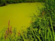 Кусії з panoramio.com