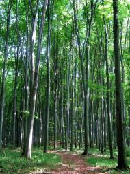 Анталовці з panoramio.com