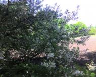 Малий Правутин з panoramio.com