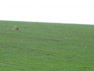 Черепашинці з panoramio.com