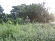 Августівка з panoramio.com