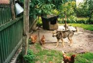 Кам'яне з panoramio.com