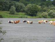 Перепеличчя з panoramio.com