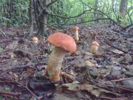 Милування з panoramio.com