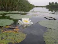 Берегове з panoramio.com