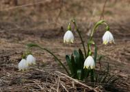 Тур'я Поляна з panoramio.com