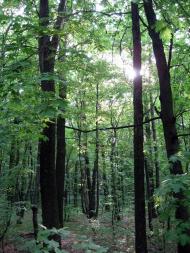 Кищенці з panoramio.com