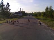 Порубка з panoramio.com