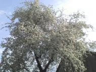 Семенівка з panoramio.com