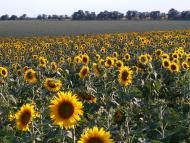 Привітне з panoramio.com