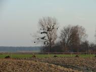 Суськ з panoramio.com