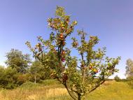 Анталовці з panoramio.com