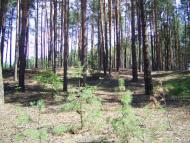 Бірки з panoramio.com