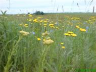 Бурячки з panoramio.com