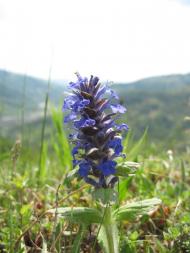 Красна з panoramio.com