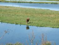 Кам'яне з panoramio.com