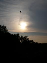 Чаплищі з panoramio.com