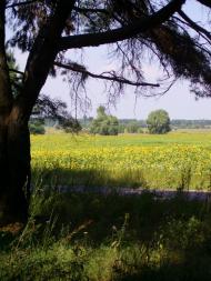 Бірки з panoramio.com