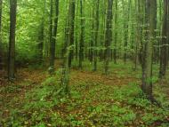 Пархомівці з panoramio.com