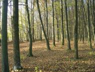 Пархомівці з panoramio.com