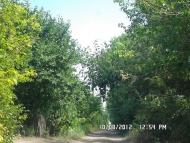 Панкратове з panoramio.com