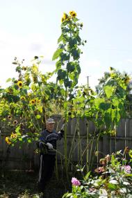 Ярославка з panoramio.com