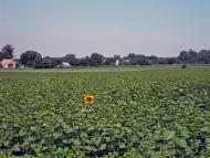 Новожитомир з panoramio.com