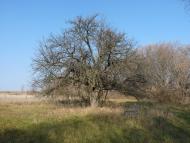 Скрипалі з panoramio.com