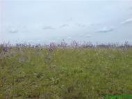 Бурячки з panoramio.com