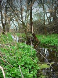 Михайлюки - Останні фото