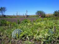 Широка Балка з panoramio.com