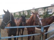 Златоустівка - Останні фото