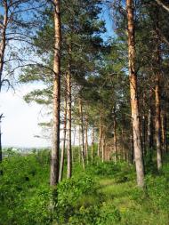 Novi Troyany - Latest photos