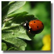 Красногорівка з panoramio.com